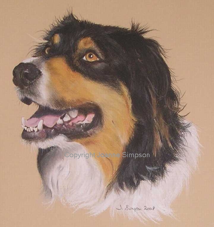 Australian Shepherd Dog pet portrait by Joanne Simpson